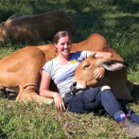 20200706cows